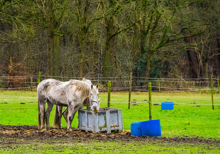 盒马白马夫妇在牧场 宠物和动物照料中一起吃篮子干草背景