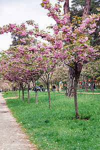在基辅的乌克兰 公园里有一小片年轻的树林 和盛开的粉红色沙库拉天际草地路灯金子过滤钦佩天堂享受浪漫绿化背景图片