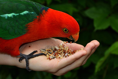 吃种子的鸟自然红色的高清图片