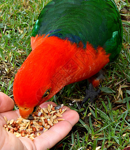 吃种子的鸟好奇的绿色的高清图片