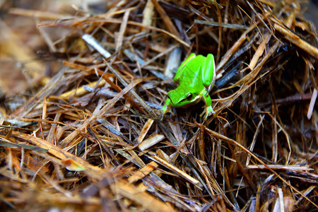小跳蛙一只绿色的东方矮树花蛙坐在甘蔗泥上雨蛙脚趾地面眼睛青蛙宠物矮人濒危干草食物背景