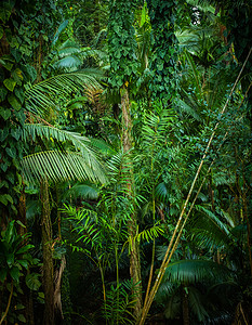 厚热带雨林背景高清图片