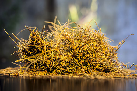 曼达基尼草本植物健忘高清图片