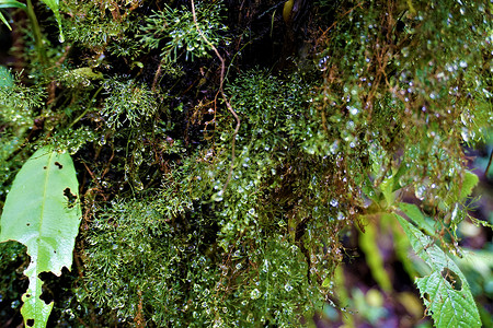 拉斯奎布拉达斯生物中心雨滴和苔苗高清图片