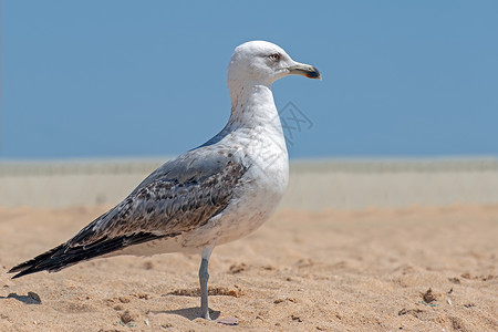 大西洋灰色封印海鸥在大西洋海滨的海滩上航班海洋生活眼睛荒野翅膀海鸟天空动物蓝色背景