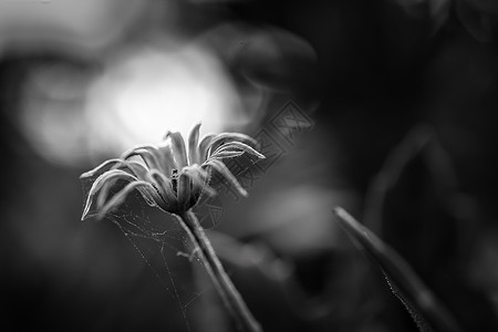 干蒲公英的黑白干花秋季特写照片背景图片