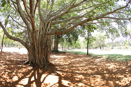 光根节巨大的树枝树桩生长生态树干地面生活木头热带季节植被背景