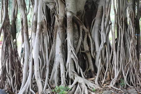 鬼树巨树之根树木木头植被生活地面生态生长公园环境季节背景