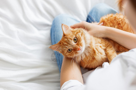 感觉猫可爱的姜猫躺在女人的手上 毛茸茸的宠物舒适地安顿下来睡觉或玩耍 可爱舒适的背景与文本的地方 早上在家睡觉背景