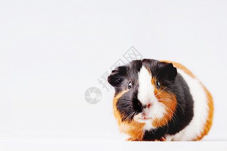 好色猪表情白色背景上有好奇表情的可爱三色几内亚猪 可放文字位置宠物豚鼠胡须动物手表哺乳动物毛皮背景