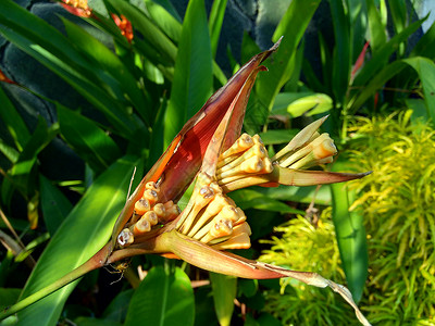 大蕉园林植物安古斯塔葫芦高清图片