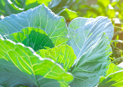 食用花园一年生蔬菜素食主义者高清图片