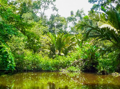 绿色植被图相框托尔图古盖罗国家公园冒险蛇怪野生动物叶子动物荒野丛林旅游棕榈异国背景