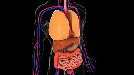 解剖人体模型3d 渲染人体模型与器官系统肌肉男性科学移植气管教育男人身体解剖学旋转背景图片