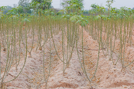 泰国田野木薯种植场 泰国高清图片
