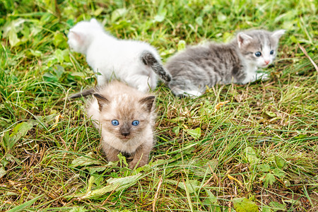 绿色眼睛小猫三只小猫在草地上行走婴儿团体毛皮猫咪乐趣眼睛哺乳动物家庭宠物花园背景