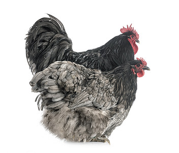 演播室的欧平顿鸡农场夫妻小鸡灰色蓝色动物工作室公鸡家禽女性背景图片