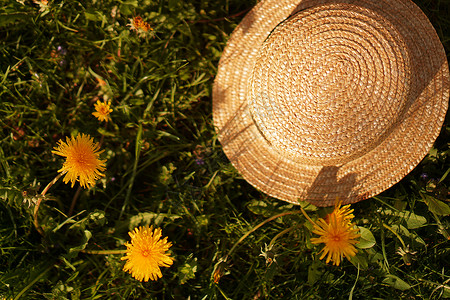黄色杂草春色 有花朵 黄草地 花园和草帽帽子天空稻草蓝色太阳季节花粉农村场地晴天背景