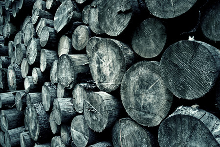 树环背景生产商业林业松树收获收成树干工业环境生物质背景图片