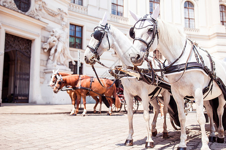 伊塔马拉蒂宫奥地利维也纳Fiaker 传统骑马教练街道哺乳动物中心旅游建筑旅行大车首都夫妻缰绳背景
