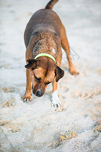 叫声狗在沙滩上玩小螃蟹动物闲暇幸福运动荒野乐趣海洋宠物鼻子行动背景