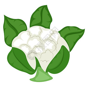 白色背景的新鲜菜花 插图 矢量背景图片