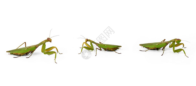 螳螂妖白色背景的三只绿蚂蚁 昆虫在不同的波中生存野生动物宗教信仰捕食者绿色漏洞生物动物群荒野天线工作室背景