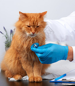 玄猫的爪子穿着白色医疗大衣和蓝色消毒手套的兽医男医生职业药品哺乳动物专家猫咪动物检查桌子治疗背景