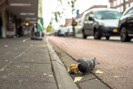 鸟屎车一只鸽子在荷兰阿姆斯特丹吃三明治背景