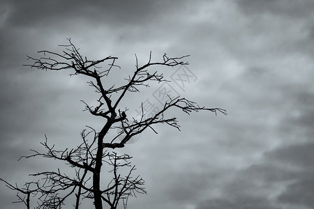 倒霉的现出轮廓在黑暗的剧烈的天空和白色云彩的死树后面孤独世界干旱天气分支机构环境艺术悲伤危机季节背景