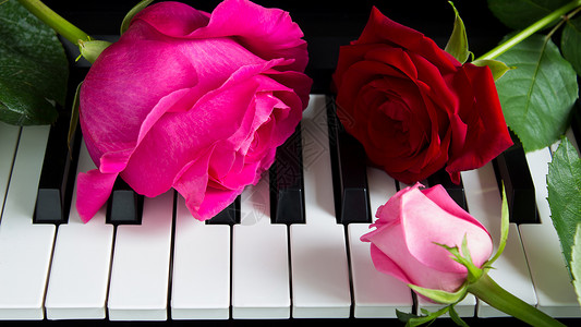 钢琴花素材钢琴上三朵彩色玫瑰 音乐老师的花叶子乐器花朵笔记娱乐植物键盘钥匙浪漫国际背景