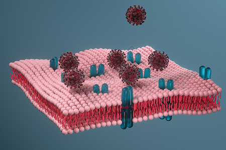 引理细胞膜和冠状病毒 医学概念 3D感应作用细胞质渲染运输插图生活教育渠道骨架药品背景