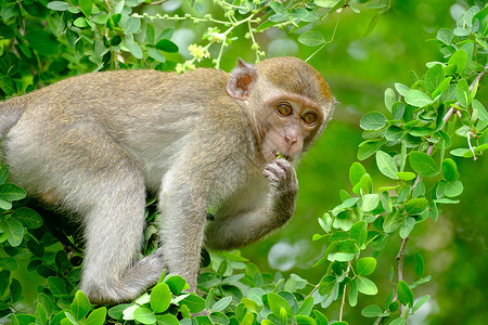 长尾巴猴子猴子猴眼睛毛皮婴儿森林猕猴快乐叶子香蕉乐趣母亲背景