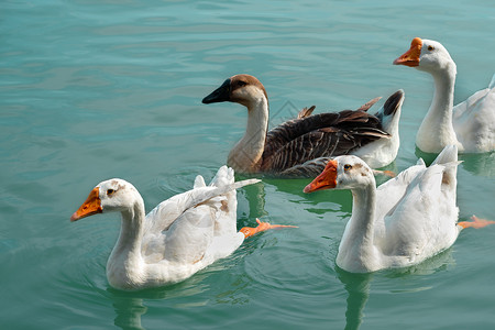 鹅家禽游泳白色鸭子黑色漂浮羽毛脖子野生动物夫妻背景图片