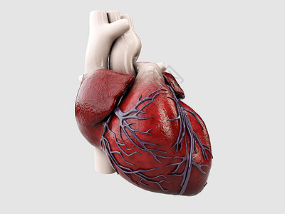 脑动脉3d 灰色孤立的人类心脏解剖说明颅骨智力疾病心脏病学脊柱身体疼痛射线小脑药品背景
