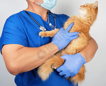 蓝色的猫穿蓝色制服和乳胶手套的男兽医携带成人毛发诊所动物病人手术护士男性药品药物考试检查背景