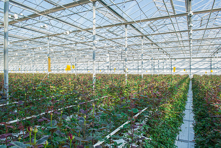 有花朵的温和的玫瑰花种植园农场水培收成农业玻璃植物叶子房子花园背景图片