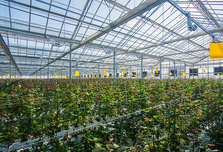 有花朵的温和的玫瑰花培育植物群园艺商业生长玻璃玫瑰房子天空花园背景图片