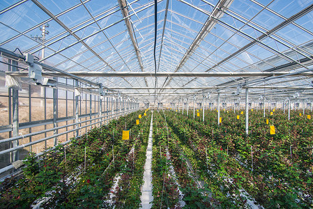 很多植物有花朵的温和的玫瑰花培育农场栽培水培园艺叶子玻璃花园技术商业背景