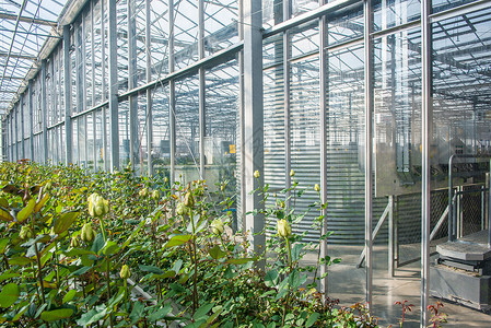 有花朵的温和的玫瑰花培育水培生长技术植物玫瑰农业商业园艺农场背景图片