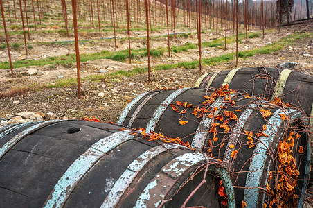 签文桶在植物园的古老葡萄酒桶上攀爬干橙叶背景