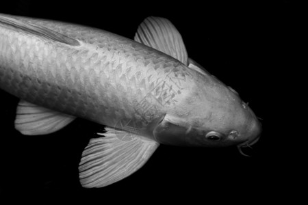 鱼鲤鱼 鱼锦鲤银白色 银灰色白色鲤鱼鱼大尺寸隔离在黑色背景背景图片