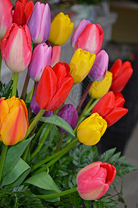 丰富多彩的春季郁金香安排背景图片
