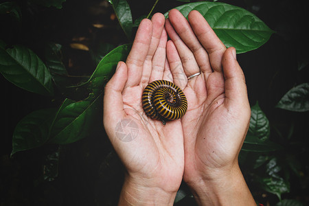 虱户外生物学高清图片