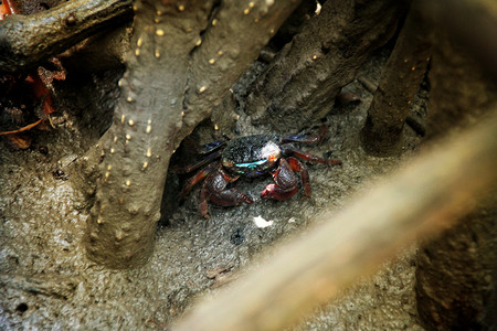 招潮蟹Uca 四边形 一种在红树林地区常见的小提盘蟹种生态红树湿地热带沼泽野生动物动物群贝类动物甲壳背景