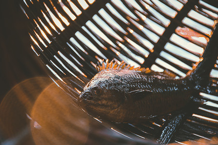 渔阳里钓到的鱼多样性农村光彩文化钓鱼现实鱼缸柳条自然光太阳耀斑背景
