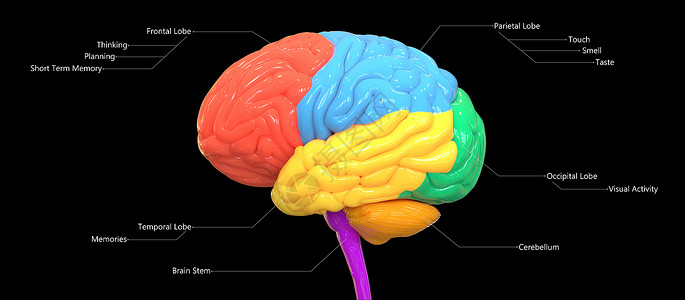 炒锅描述图用标签解剖横向 Vie 描述的人类神经系统脑叶的中枢器官身体解剖学心理学脊髓智慧信息知识分子生物学小脑药品背景