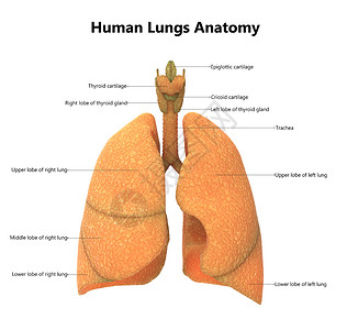 人体呼吸系统肺部肺部解剖 用标签描述背景