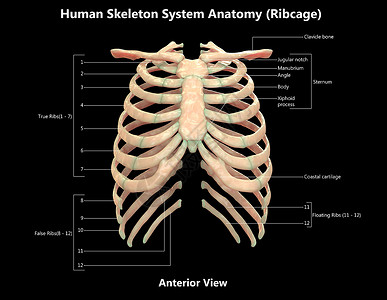 骨骼结构图人类骨骼系统波纹胶层 用  内侧视图  标签描述半径上肢图表弯头运动软骨肋骨生物学科学信息背景