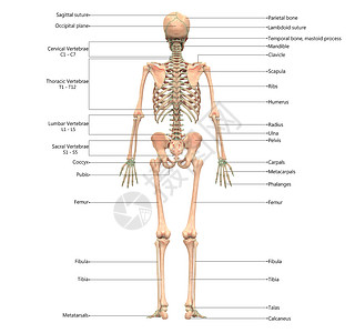 人体骨骼结构图人类骨骼系统骨质联合体 用  实验室解剖面视图  描述运动肱骨上肢痛苦插图下肢股骨脊柱肩胛骨蓝色背景